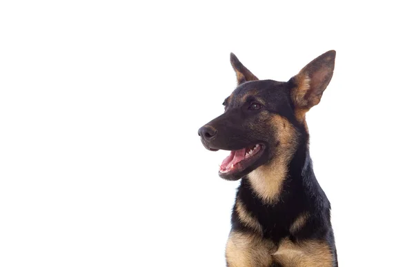 Retrato pastor alemán perro —  Fotos de Stock
