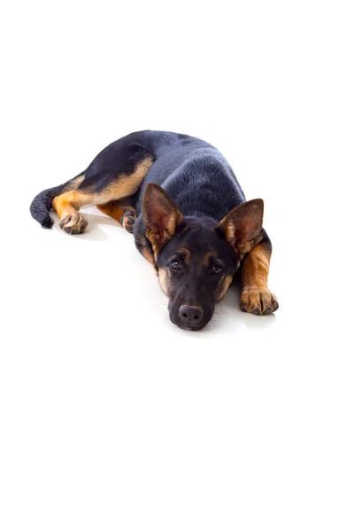 Deitado cão pastor alemão — Fotografia de Stock