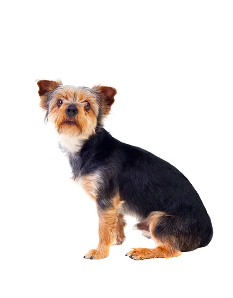 Cane seduto con i capelli tagliati — Foto Stock