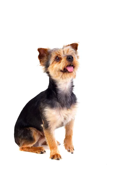 Сидячий собака з прорізаним волоссям — стокове фото