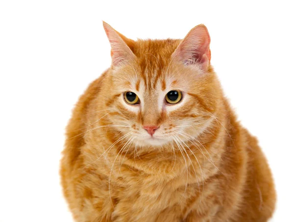 Портрет красной толстой кошки — стоковое фото