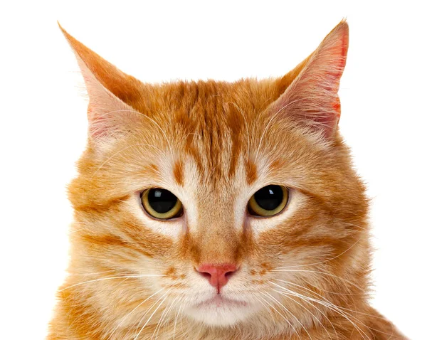 Retrato de gato gordo rojo — Foto de Stock