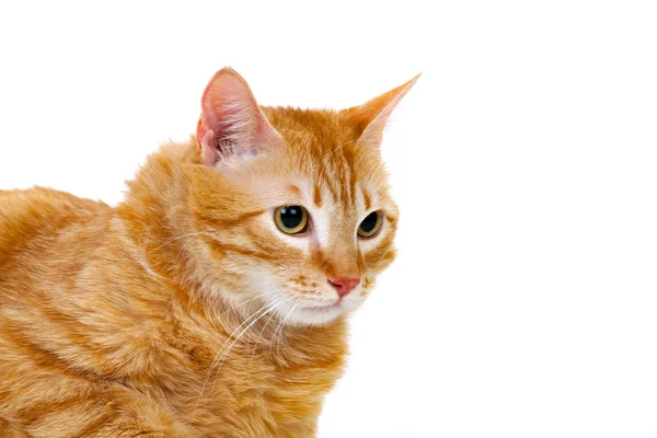 Retrato de gato gordo vermelho — Fotografia de Stock