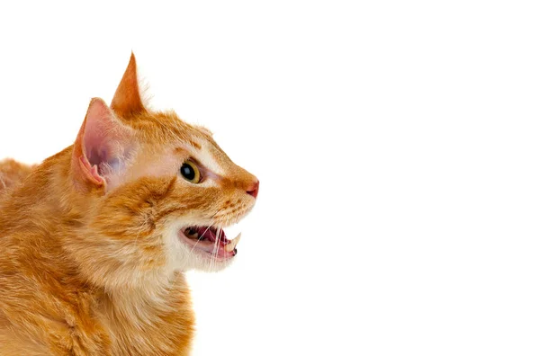 Retrato de gato gordo vermelho — Fotografia de Stock