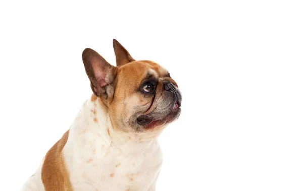 Oturma bulldog portresi — Stok fotoğraf