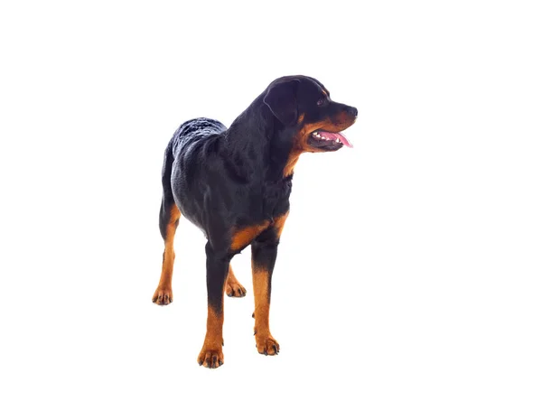 Felnőtt Rottweiler kutya — Stock Fotó