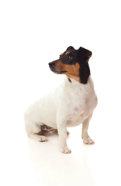 Sentado cão no branco — Fotografia de Stock