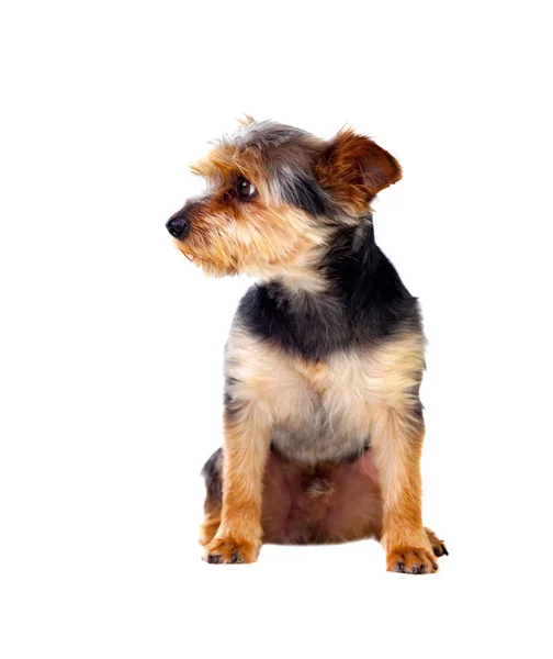 Dog with cutted hair — Stock Photo, Image