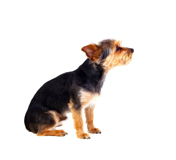 Cão com cabelo cortado — Fotografia de Stock