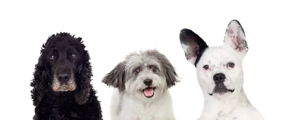 Mustat ja valkoiset koirat katsovat kameraa — kuvapankkivalokuva