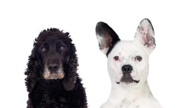 Svart och vit hund tittar på kameran — Stockfoto