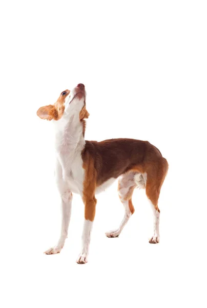 Hound dog on white — Stock Photo, Image