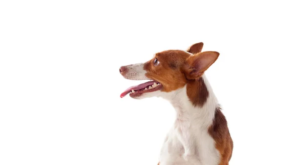 Hund auf weißem Grund — Stockfoto