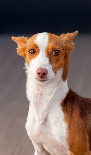 Retrato de perro sabueso —  Fotos de Stock