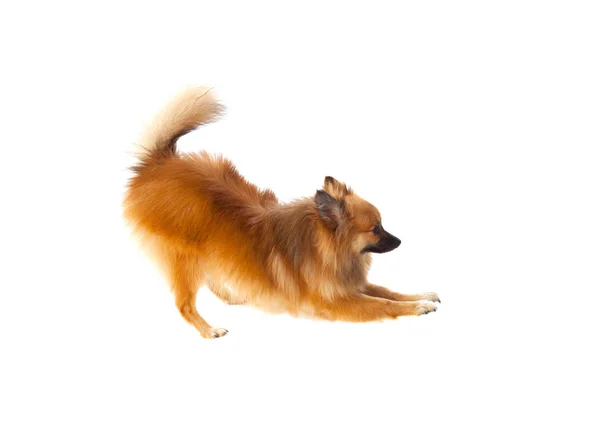 Cane pomerania marrone — Foto Stock