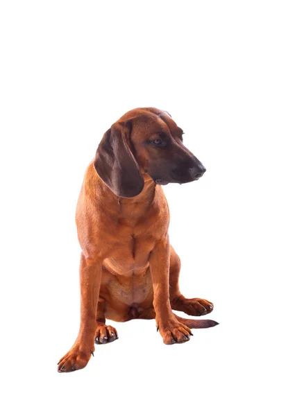 Brązowy pies bawarskie — Zdjęcie stockowe