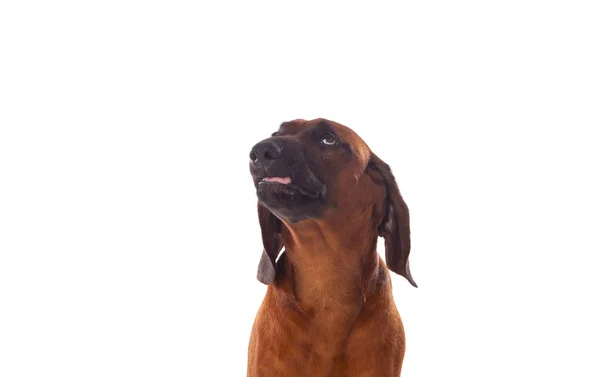 Brązowy pies bawarskie — Zdjęcie stockowe