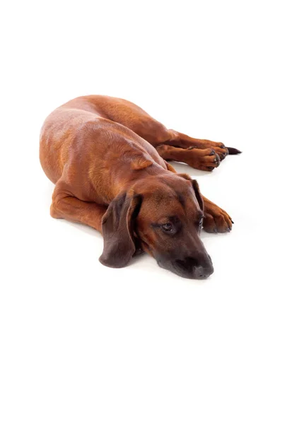 Brown hound of Bavarian — Stock Photo, Image
