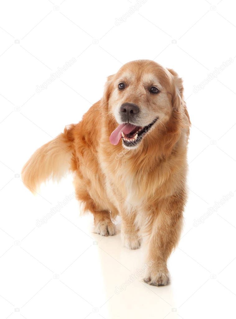 Golden Retriever dog breed 