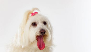 Helezon ile Malta bichon köpek