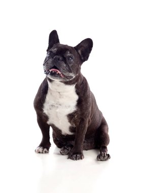 Siyah bulldog oturan 