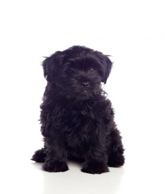 Siyah fino köpeği 