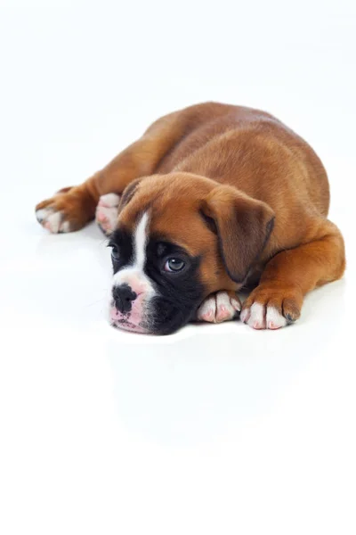 Cachorro deitado no chão — Fotografia de Stock