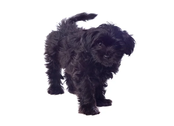 Czarny pies pekińczyk — Zdjęcie stockowe