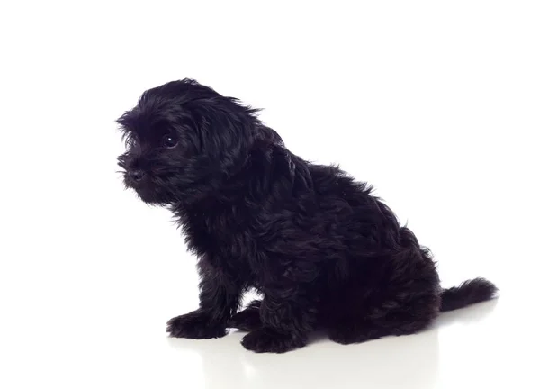 Cão pequinês preto — Fotografia de Stock