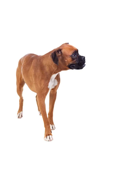 Boxer dog standing — Stock Photo, Image