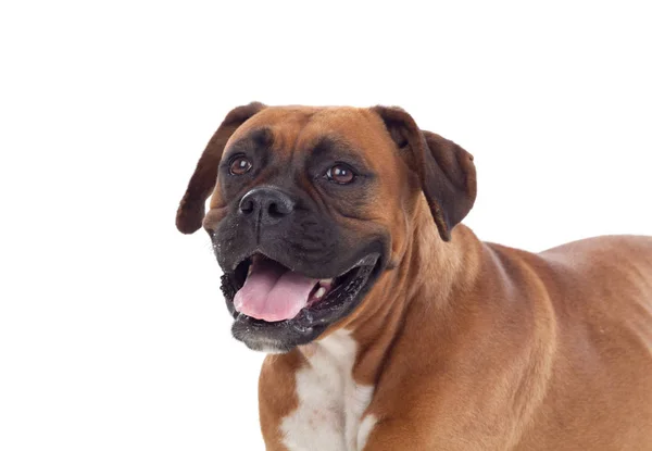 Boxer cão retrato — Fotografia de Stock