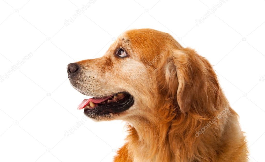 Golden Retriever dog breed 