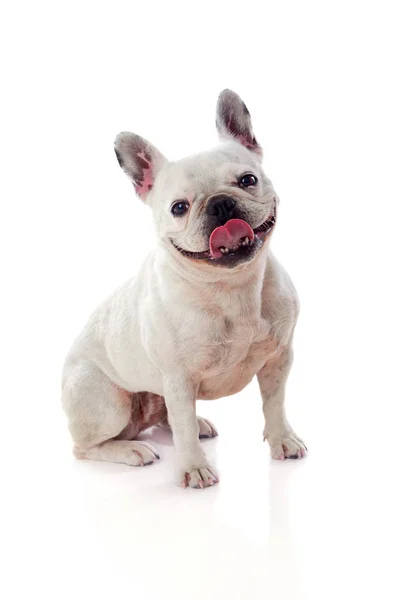 Portret van witte bulldog — Stockfoto