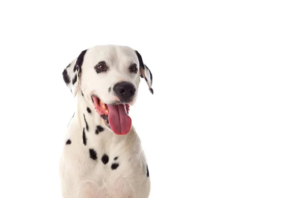 Portrait of dalmatian dog — Stock Photo, Image