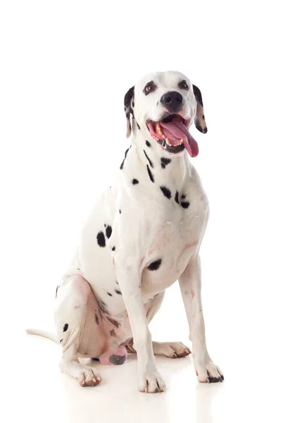 Sitzender Dalmatiner Hund — Stockfoto