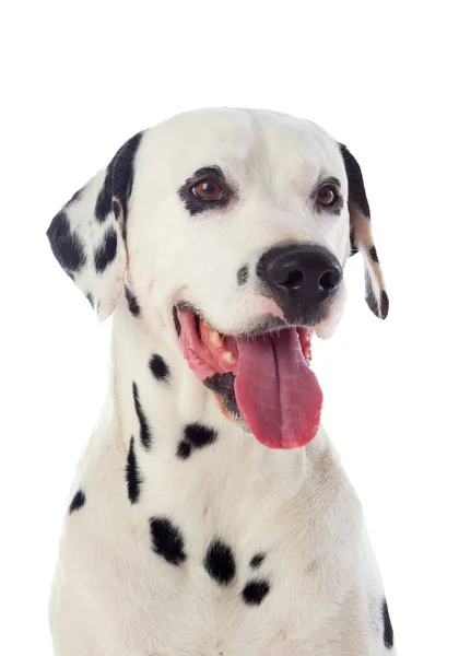 Portré dalmát kutyáról — Stock Fotó
