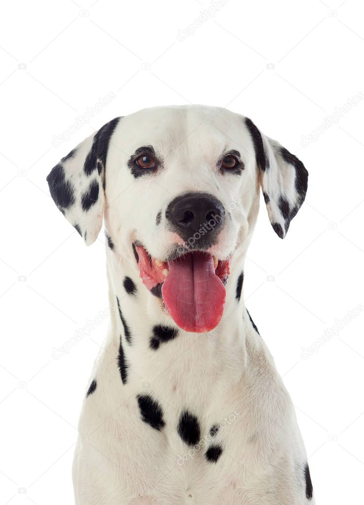 Portrait of dalmatian dog