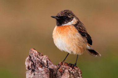 Yabani kuş tünemiş
