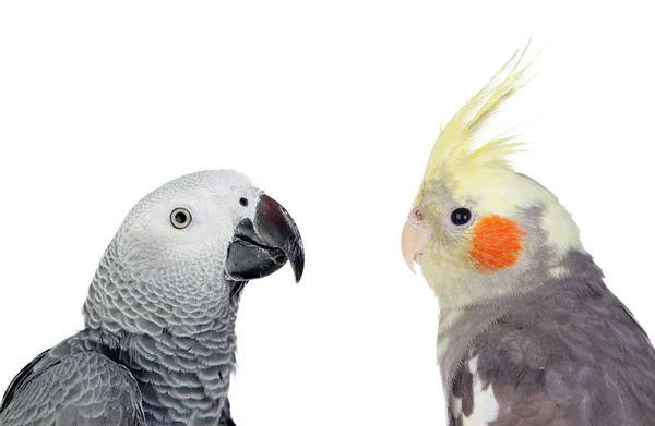 Δύο τροπικά πουλιά — Φωτογραφία Αρχείου