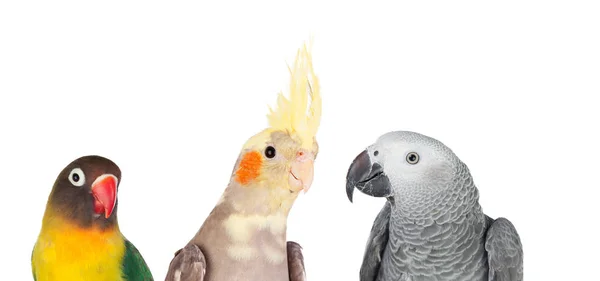 Drie tropische vogels — Stockfoto