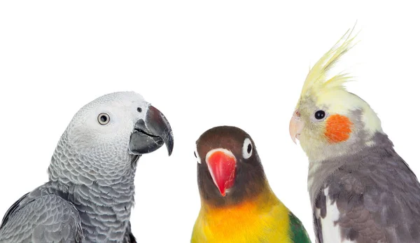 Három trópusi madarak — Stock Fotó