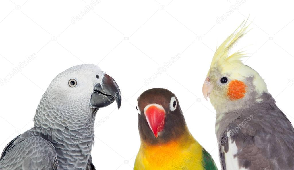 Three tropical birds 