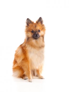 oturma Pomeranya köpeği