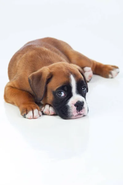 Yerde yatarken köpek yavrusu — Stok fotoğraf