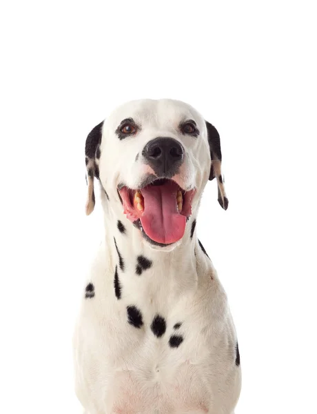 Далматинский портрет собаки — стоковое фото