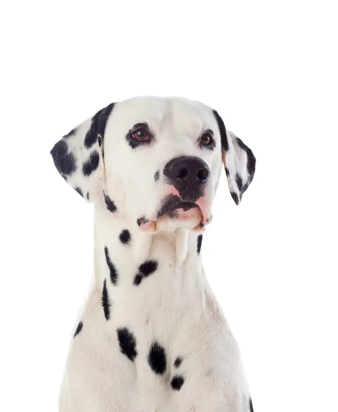 Retrato de cão dálmata — Fotografia de Stock