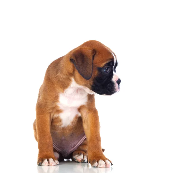 Boxer pup zitten — Stockfoto