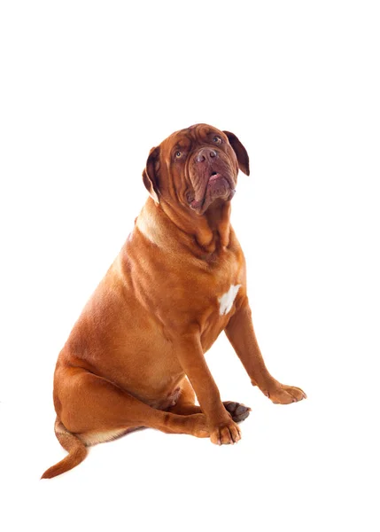 Närbild av sitter Dogue de Bordeaux — Stockfoto