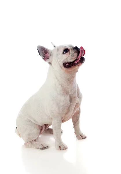 Sitting White bulldog — Stock Photo, Image