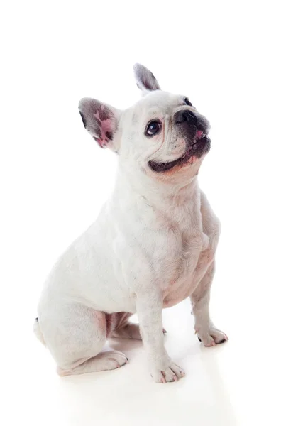 Beyaz bulldog oturan — Stok fotoğraf